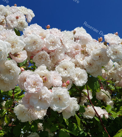 Climbing rose Kathleen Harrop