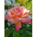 Shrub rose Chicago Peace