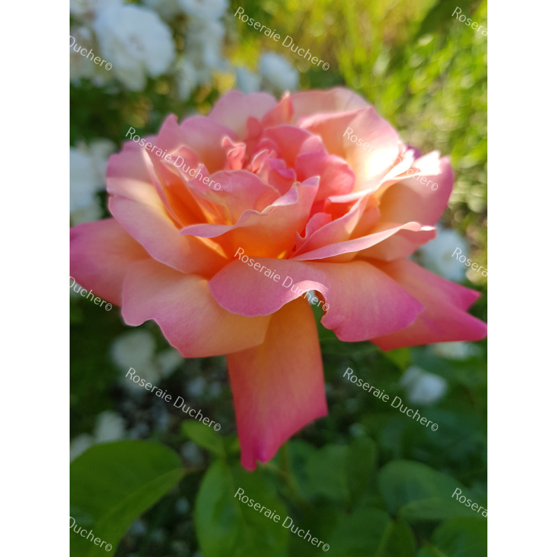 Shrub rose Chicago Peace