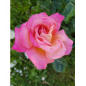 Shrub rose Chicago Peace