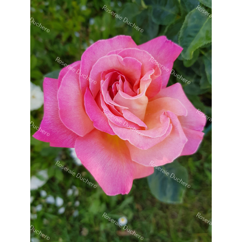 Shrub rose Chicago Peace