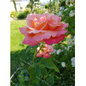 Shrub rose Chicago Peace