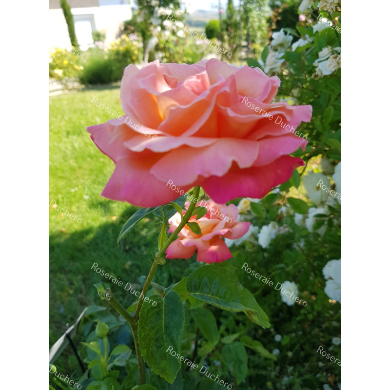 Shrub rose Chicago Peace