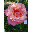 Shrub rose Chicago Peace