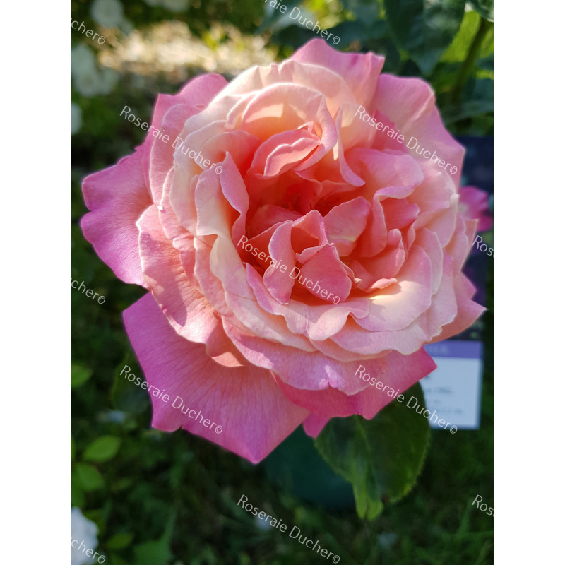 Shrub rose Chicago Peace