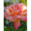 Shrub rose Chicago Peace