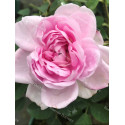 Shrub rose Soupert et Notting