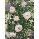 Shrub rose creation Josiane Pierre-Bissey ®