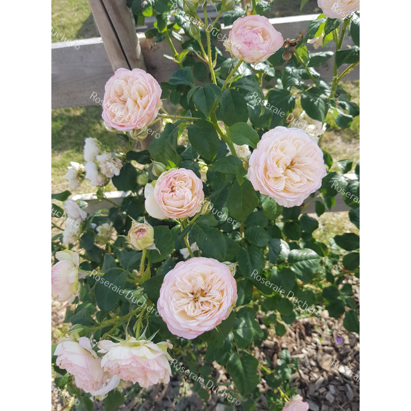 Shrub rose creation Josiane Pierre-Bissey ®