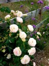 Shrub rose creation Josiane Pierre-Bissey ®