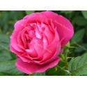 Shrub rose Le Havre