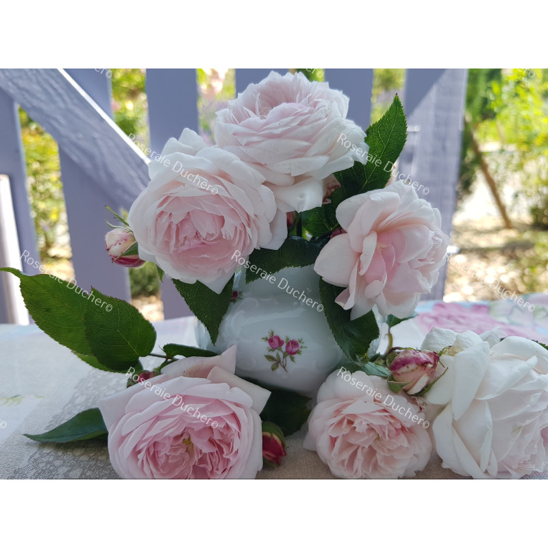 Rosier buisson Comtesse de Rocquigny