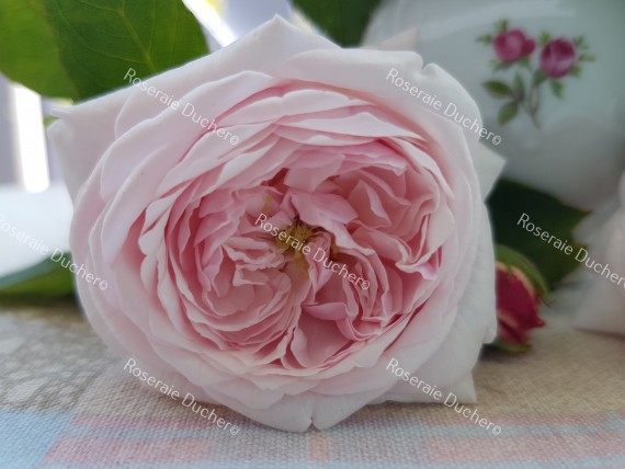 Shrub rose Comtesse de Rocquigny