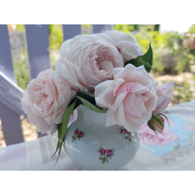 Rosier buisson Comtesse de Rocquigny