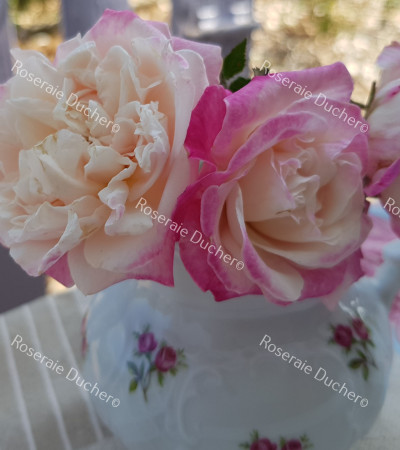 Shrub rose Madame de Tartas