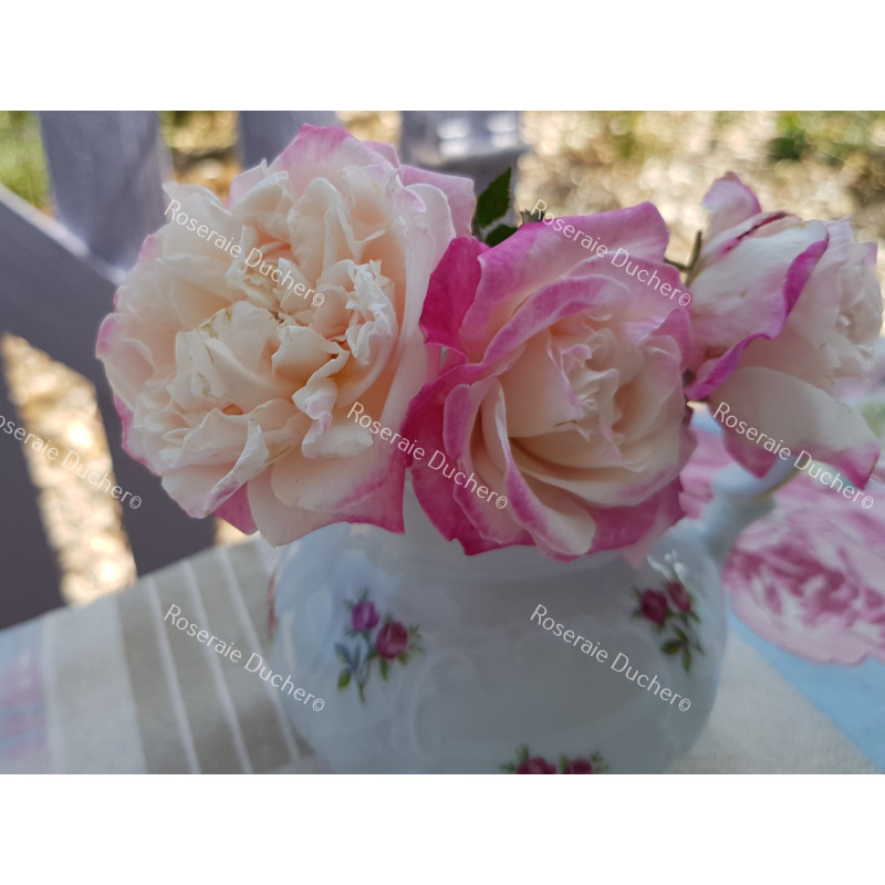 Shrub rose Madame de Tartas