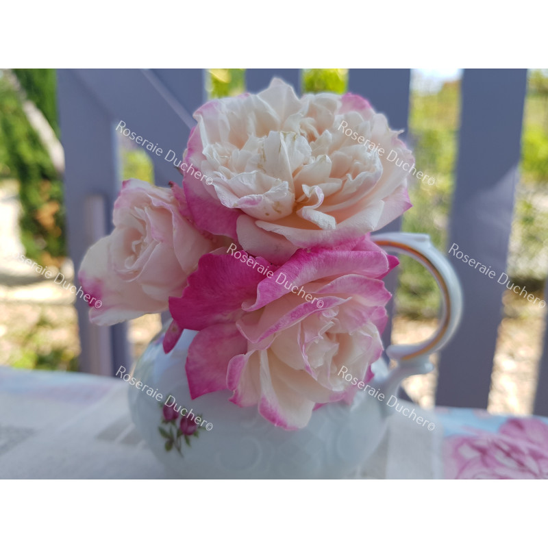 Shrub rose Madame de Tartas