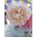 Shrub rose Madame de Tartas