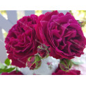 Shrub rose River's George IV