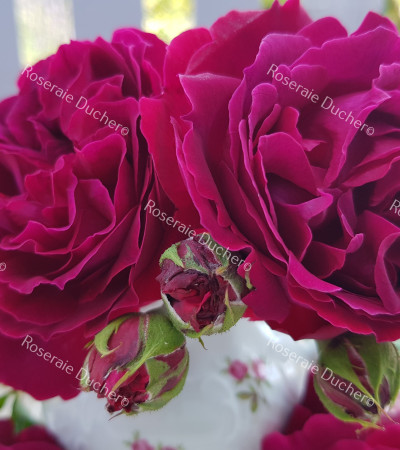 Shrub rose River's George IV