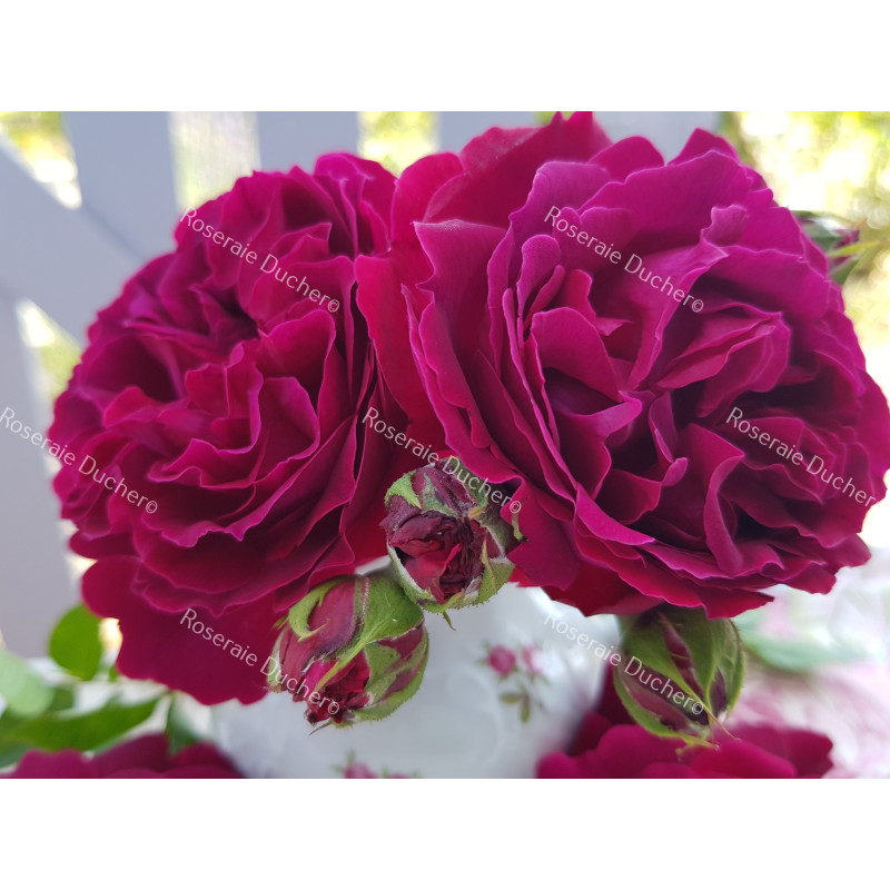 Shrub rose River's George IV