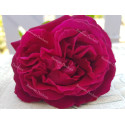 Shrub rose River's George IV