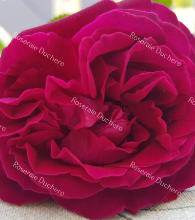 Rosier buisson River's George IV