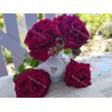 Shrub rose River's George IV