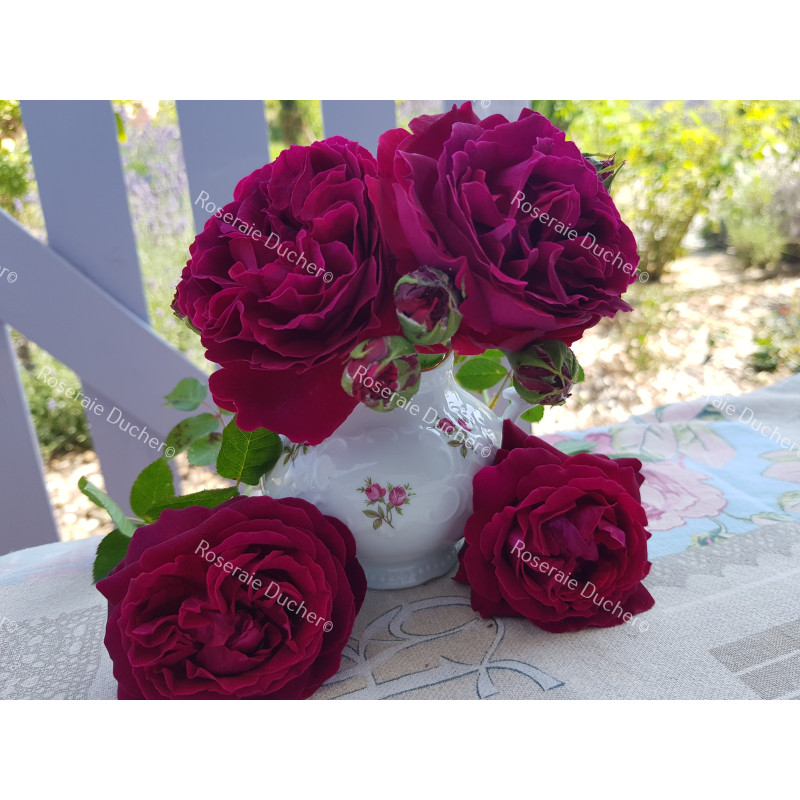 Shrub rose River's George IV