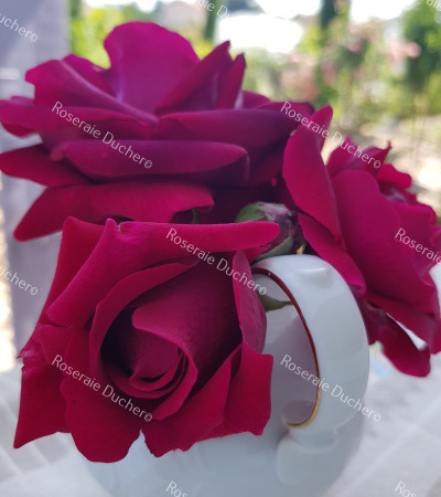 Shrub rose Louis Van Houtte