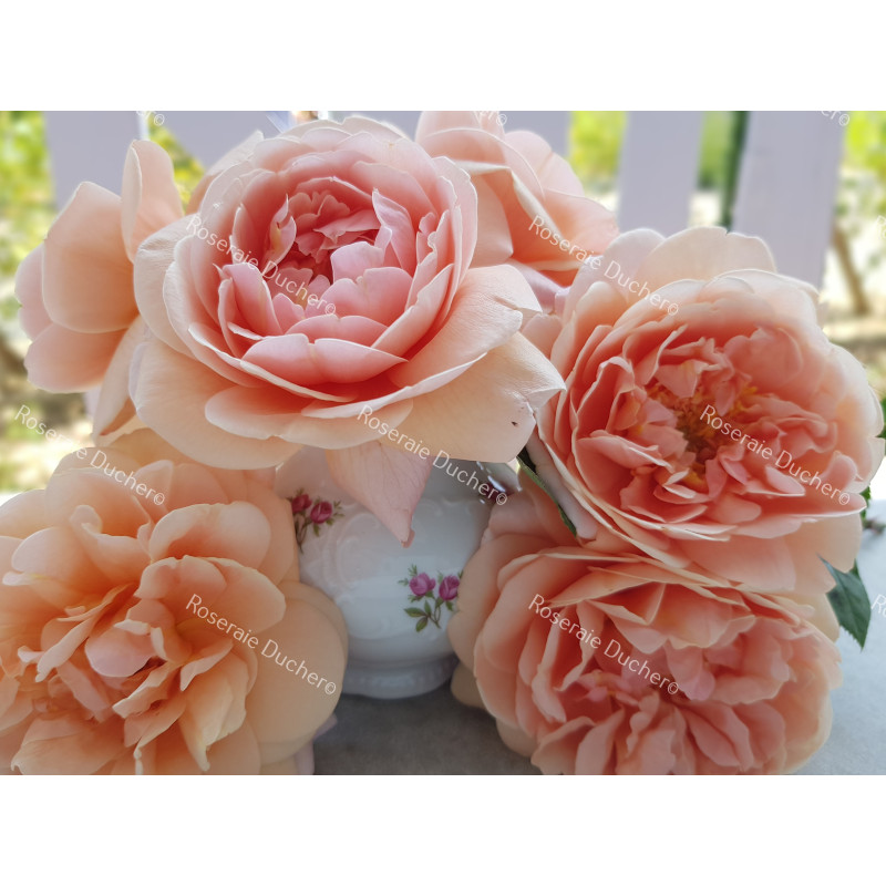 Rosier buisson Louise Catherine Breslau