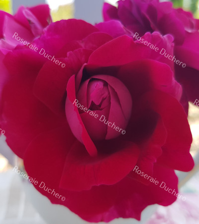 Shrub rose Charles Lefebvre