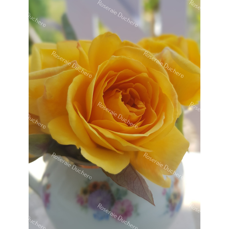 Shrub rose creation Renaissance de Flechere ®