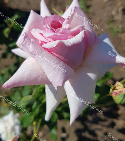 Shrub rose Souvenir du President Carnot