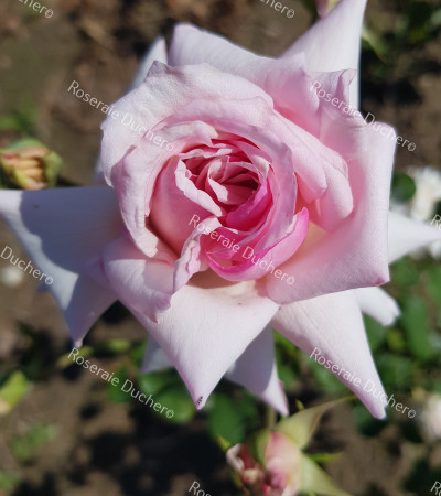 Rosier buisson Souvenir du Président Carnot