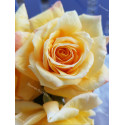 Shrub rose creation Renaissance de Flechere ®
