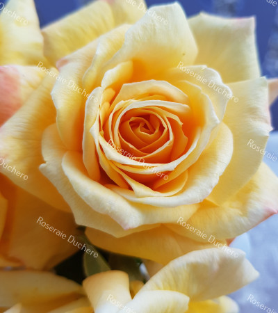 Shrub rose creation Renaissance de Flechere ®