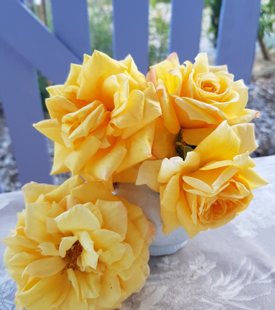 Shrub rose creation Renaissance de Flechere ®