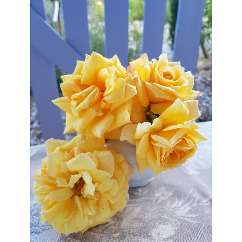 Shrub rose creation Renaissance de Flechere ®