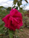 Shrub rose creation Ducher 1845 ®