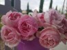 Shrub rose creation Jacques Truphemus ®