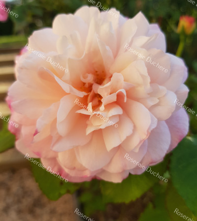 Shrub rose Gruss An Aachen