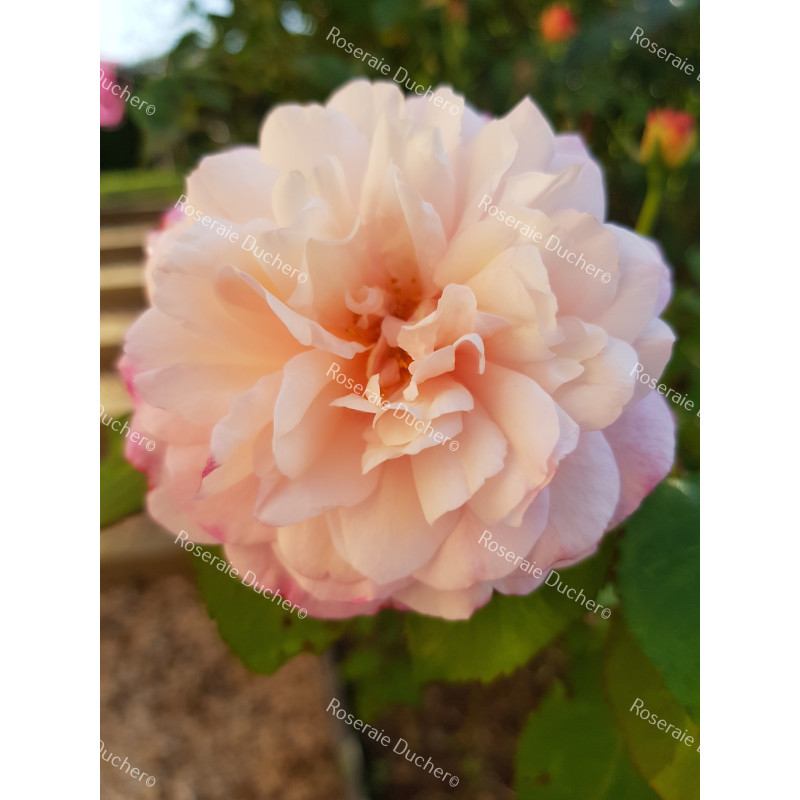 Rosier buisson Gruss An Aachen