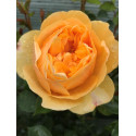 Shrub rose Rose de Bormes ®