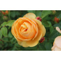 Shrub rose Rose de Bormes ®