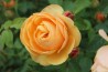 Rosier buisson  Rose de Bormes  ®