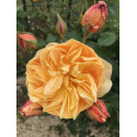 Shrub rose Rose de Bormes ®
