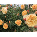 Shrub rose Rose de Bormes ®