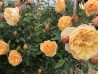Rosier buisson  Rose de Bormes  ®