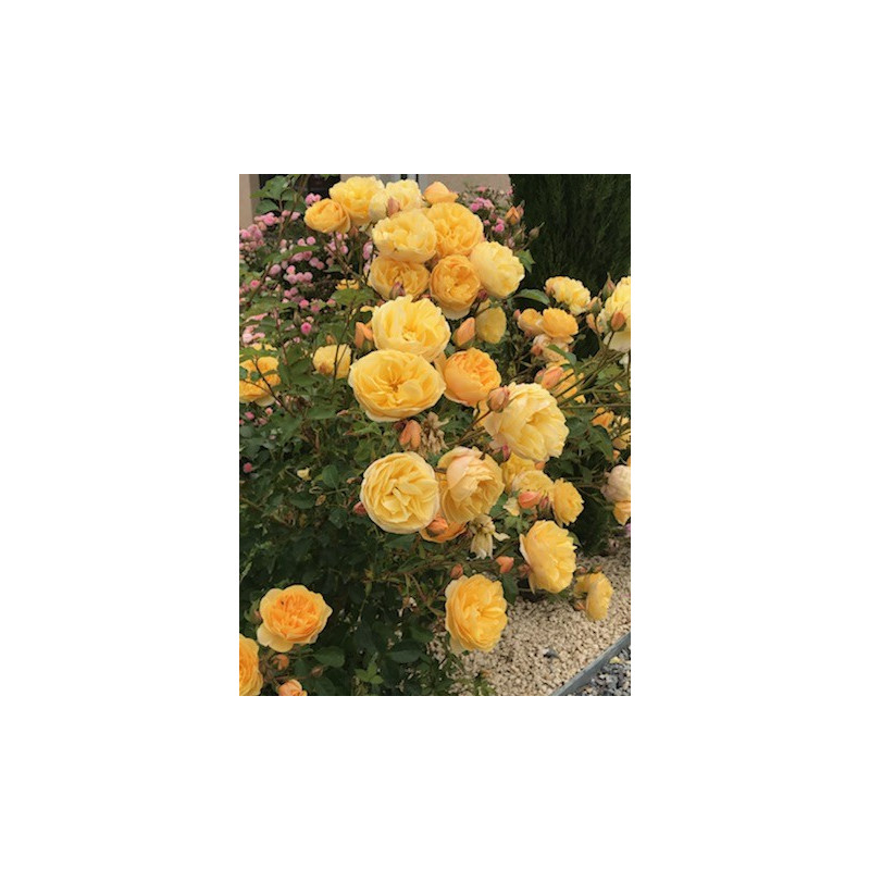 Shrub rose Rose de Bormes ®